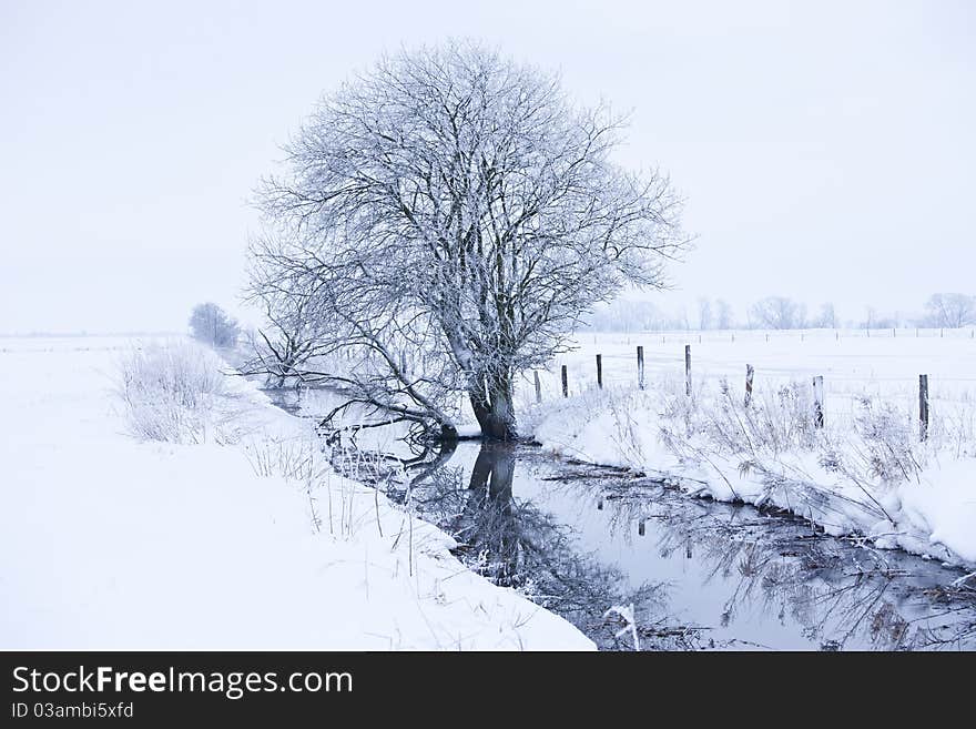 Lonely Tree