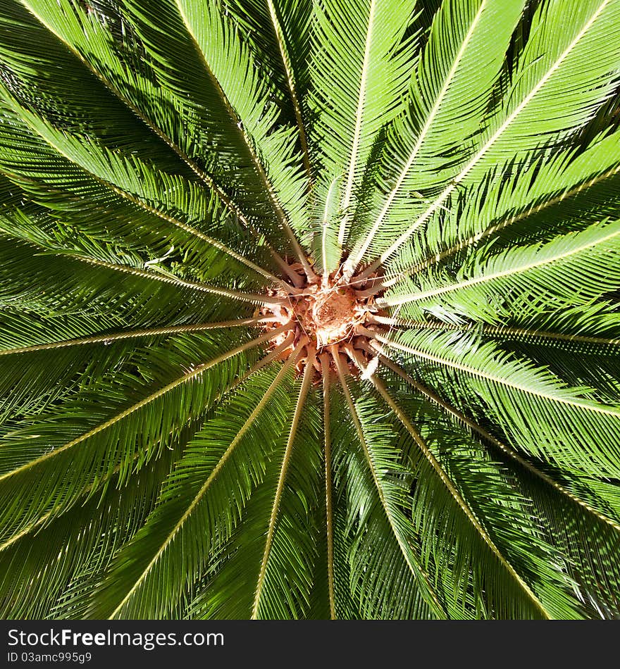 Close up of palm leaves in sun light