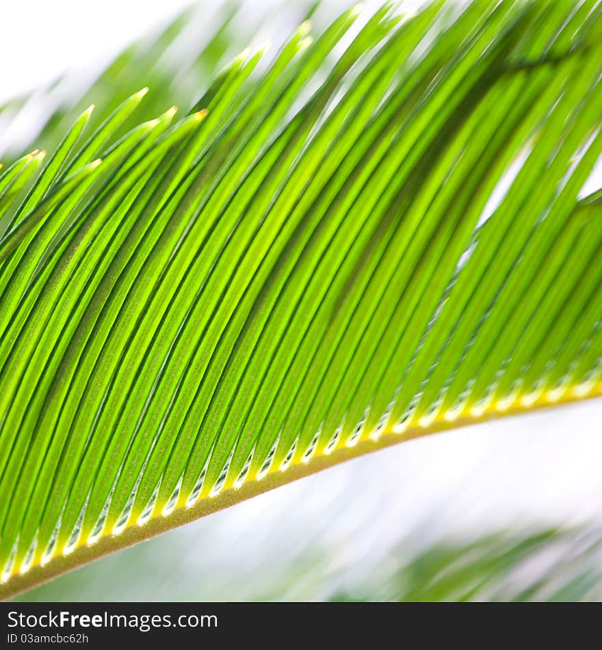 Close up of palm leaves in sun light