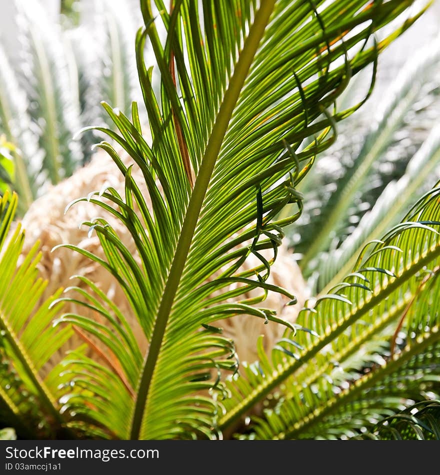 Close up of palm leaves in sun light