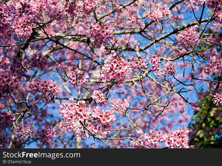 Cherry blossom on blue sky background