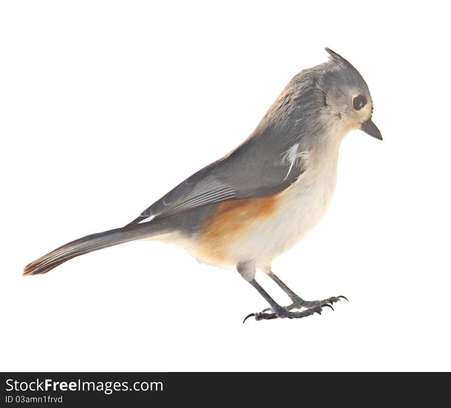 Tufted titmouse, Baeolophus bicolor, isolated on white