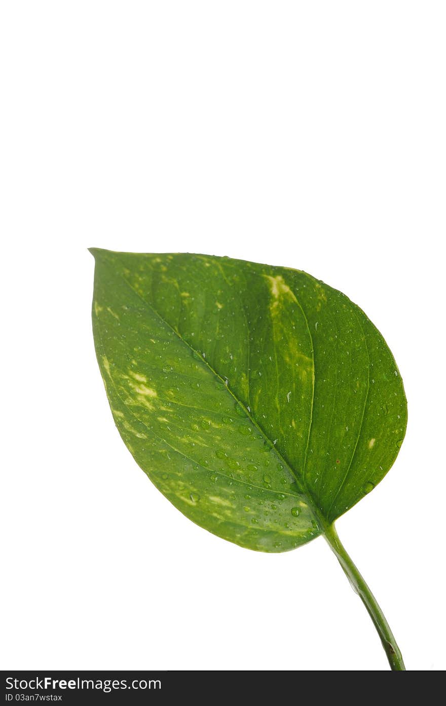 Part of a wet green leaf isolated over white background