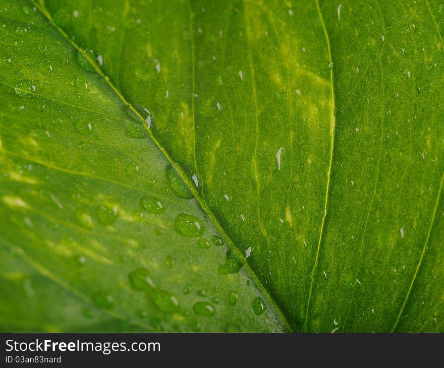 Part Of A Wet Green Leaf Isolated Over White