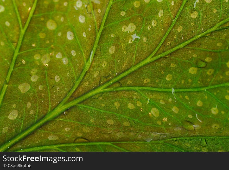 Texture of a wet green leaf as background. Texture of a wet green leaf as background