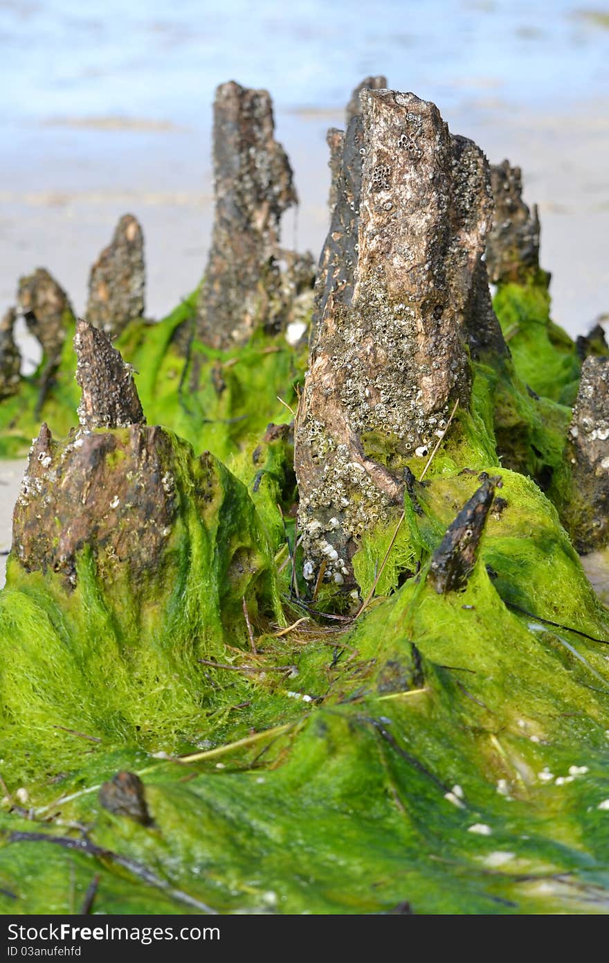 Seaweed on tree stump