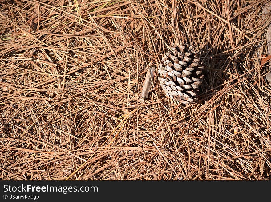 Pine cone on a bed of old pine needles