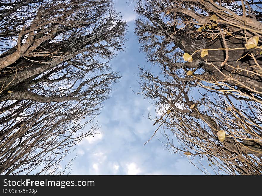 Branches of trees drawing shape on the sky. Branches of trees drawing shape on the sky