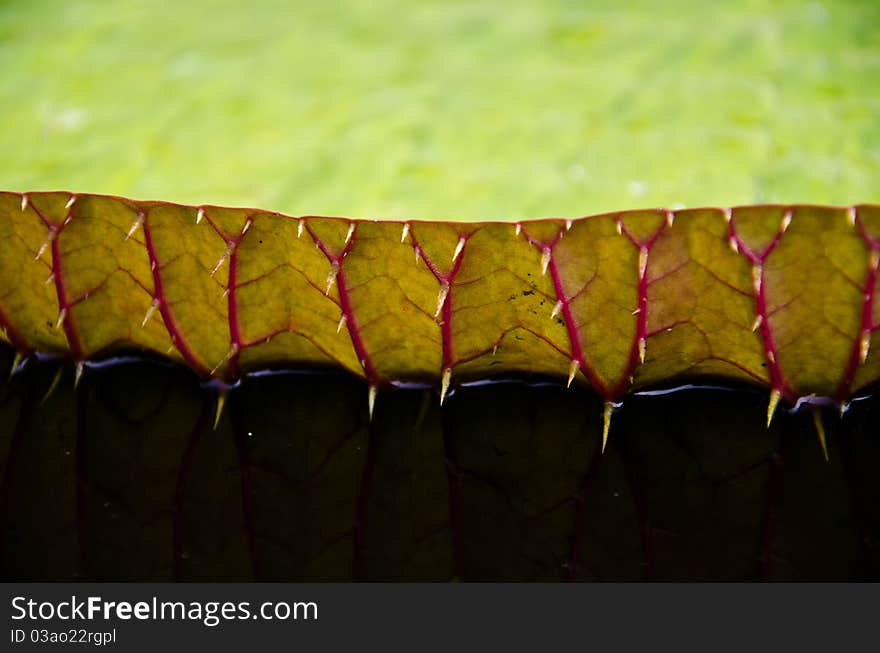 Large lotus leaf into the pond.