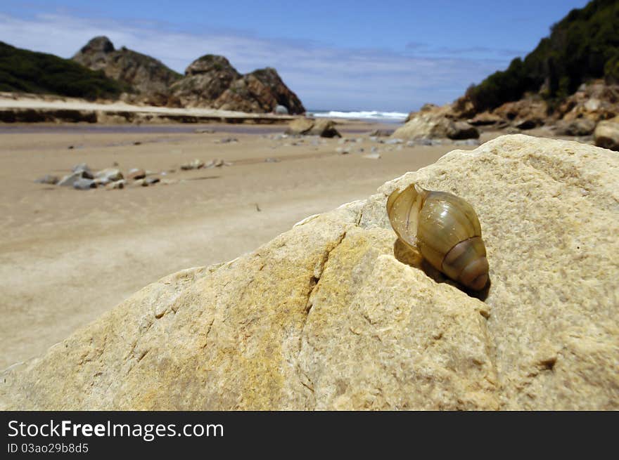 Close-up of a snail shell on a rock in a beach setting on a sunny day. Close-up of a snail shell on a rock in a beach setting on a sunny day