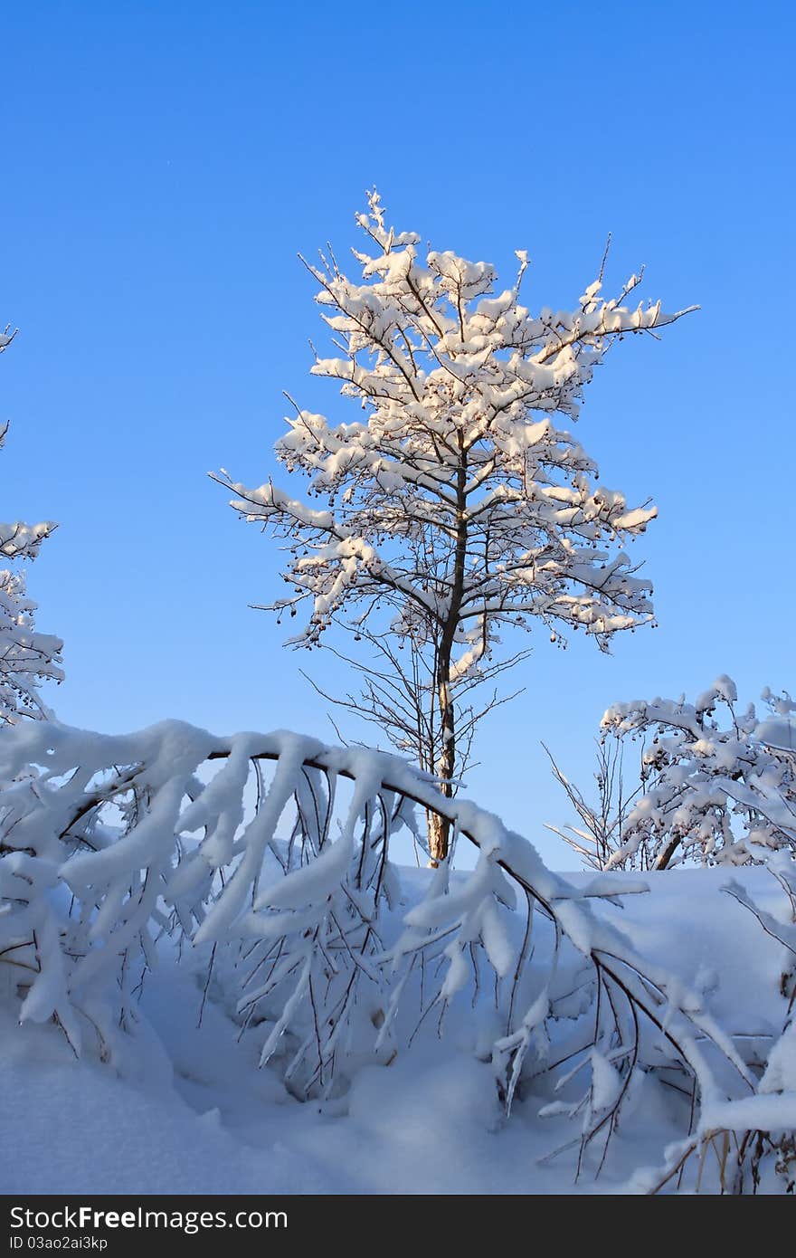 Winter tree in snow after the storm. Winter tree in snow after the storm