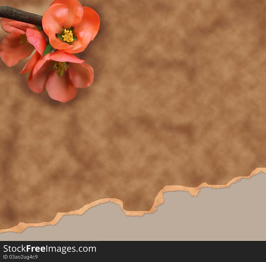 Old paper background with red flower illustration