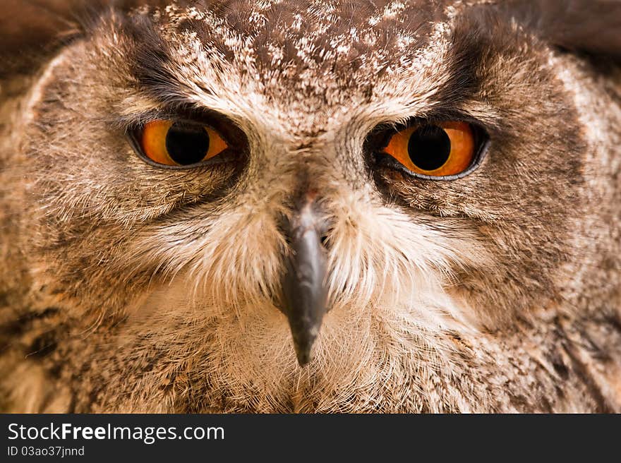 Closeup of a Great Owl