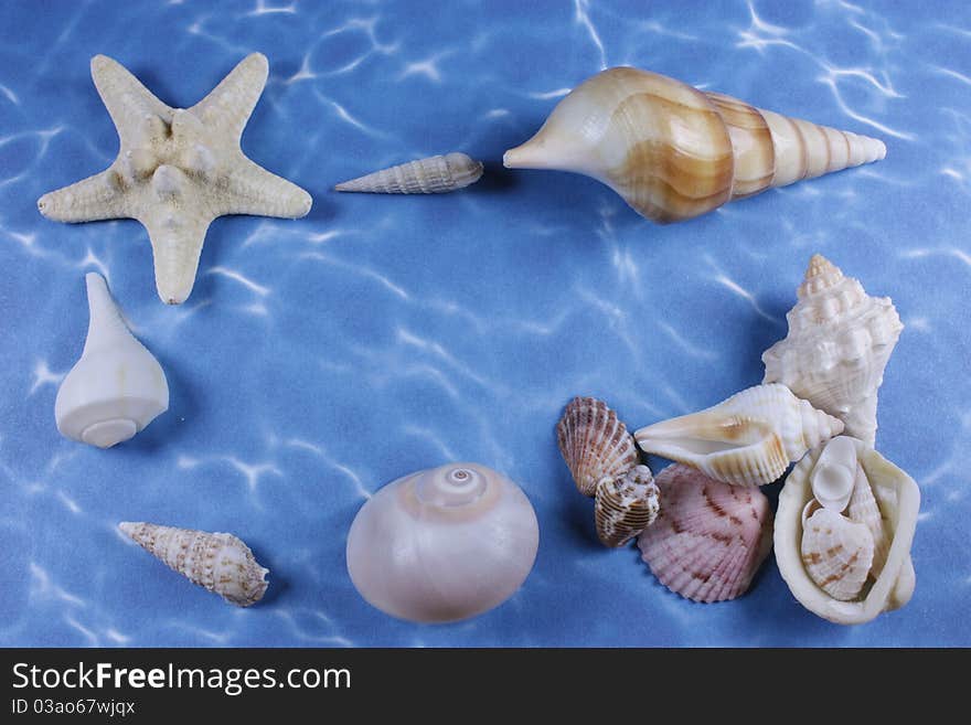 Group of shells arranged in a border on a background of water. Group of shells arranged in a border on a background of water