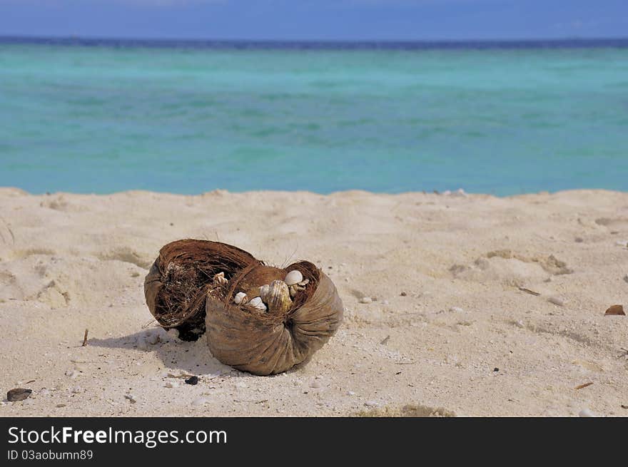 Coconut on the beach