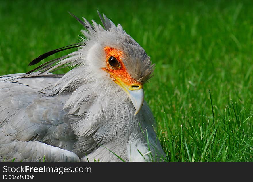 Secretary bird portrait