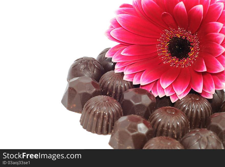 Beautiful red gerber and chocolate on white background