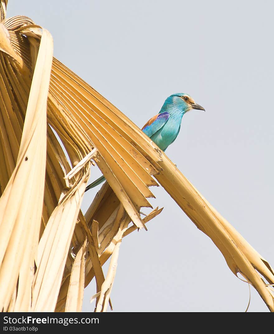 Abyssinian Roller On Palm Tree