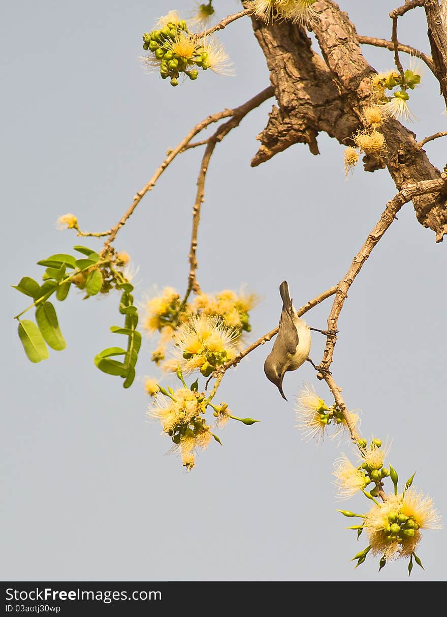 A Beautiful Sunbird looking for nectar