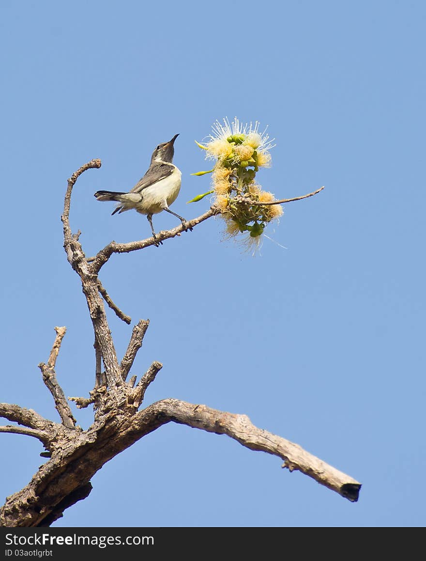 Beautiful Sunbird with yellow flower