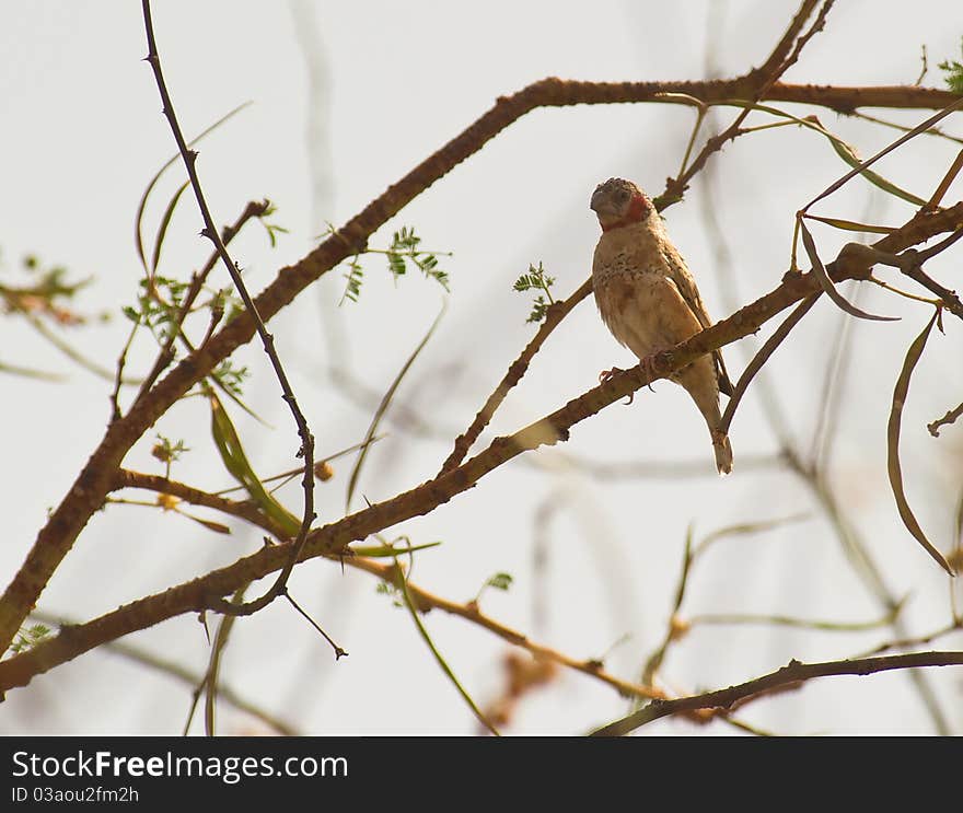 A Cut-throat Finch