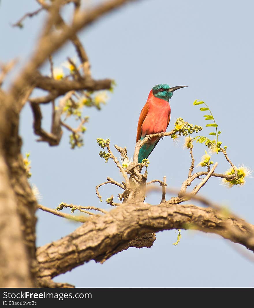 The Northern Carmine Bee-eater