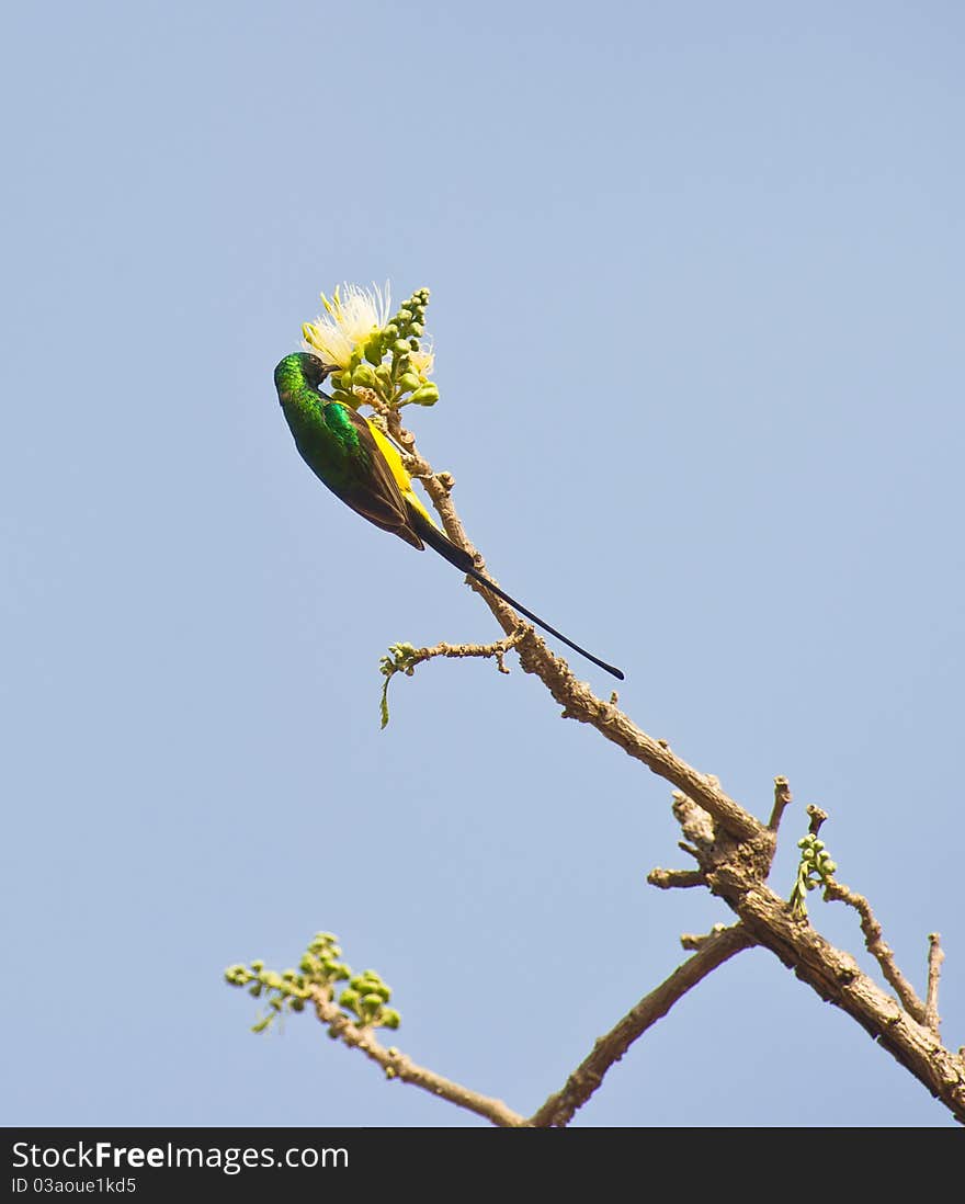 The Pygmy Sunbird