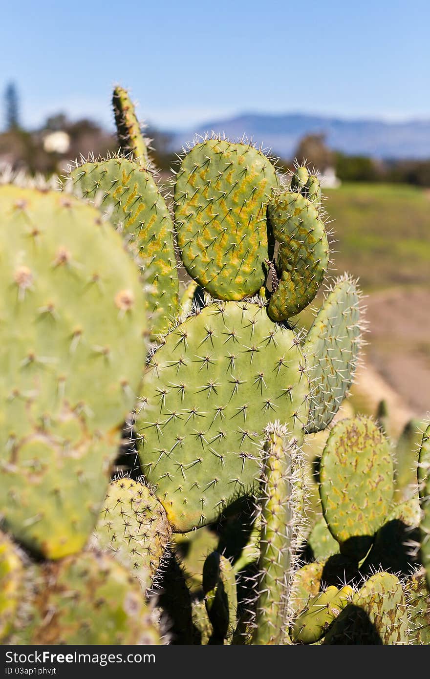 Cactus trees in Santa Ynez Valley, California