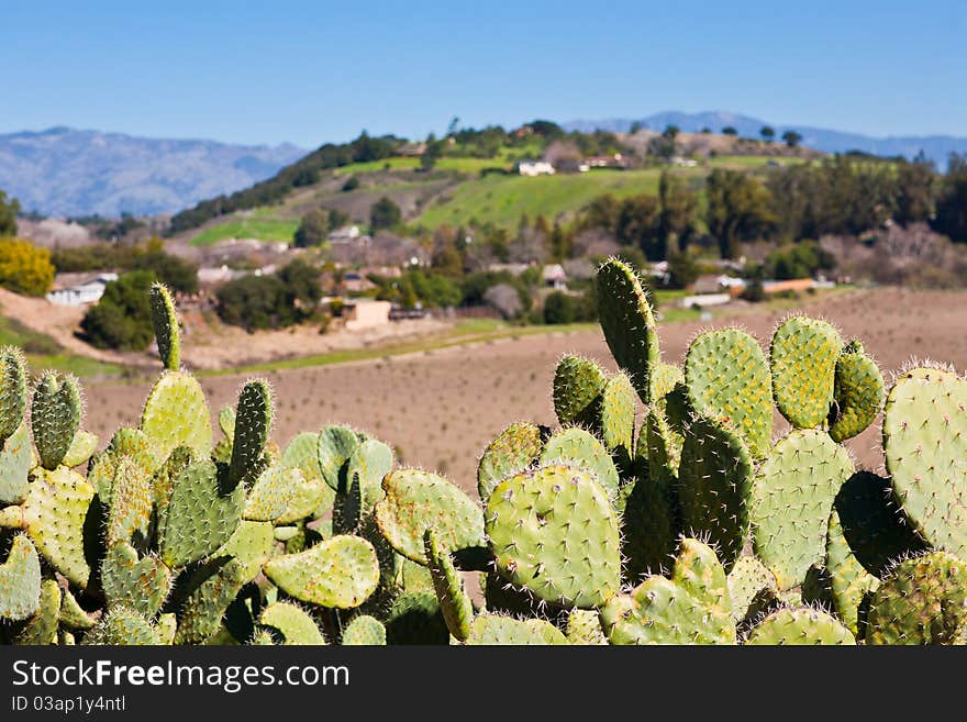 Cactus trees in Santa Ynez Valley, California