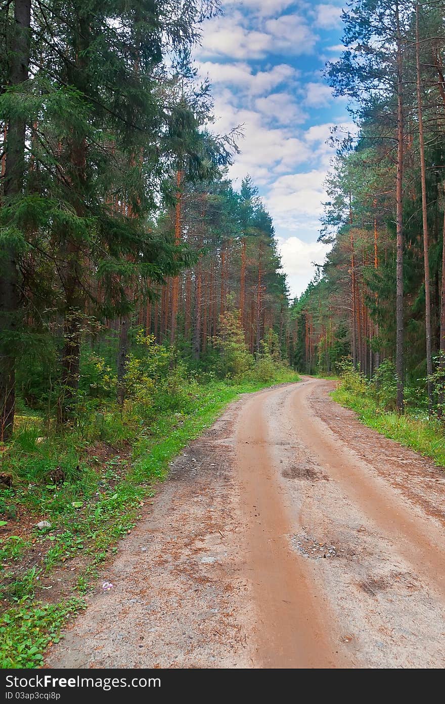 Trail in a pine forest