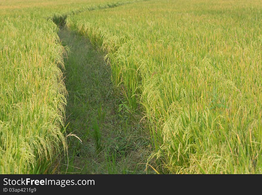 Thai rice in the field