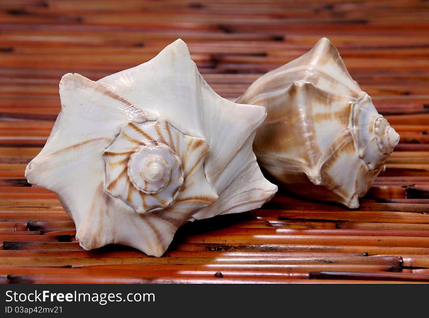 Two conch sea shells