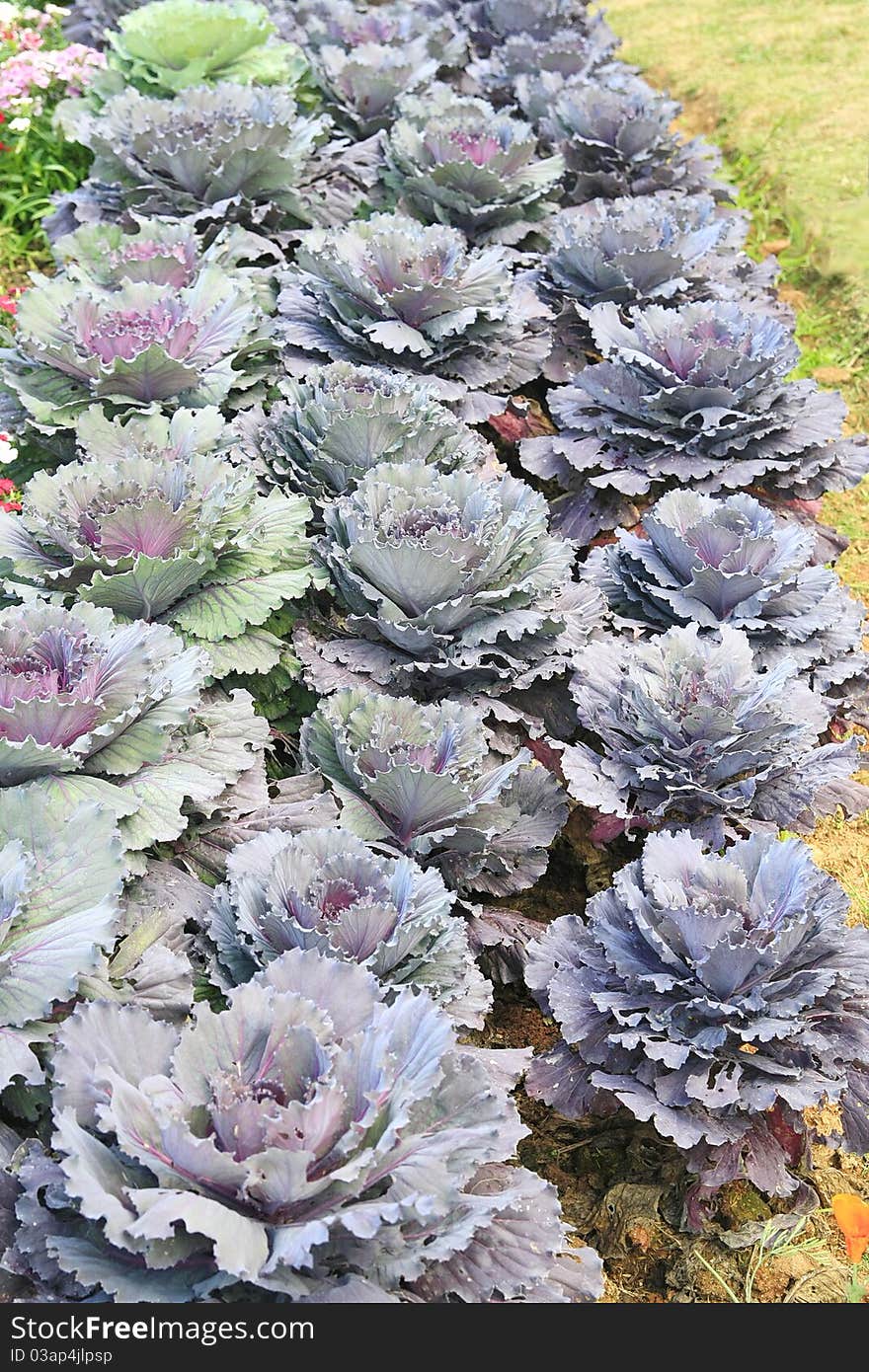 Purple cabbage garden