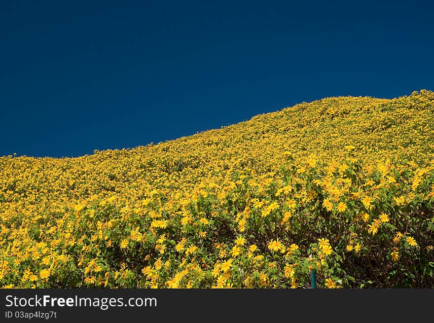 Wild-sunflower on mountain