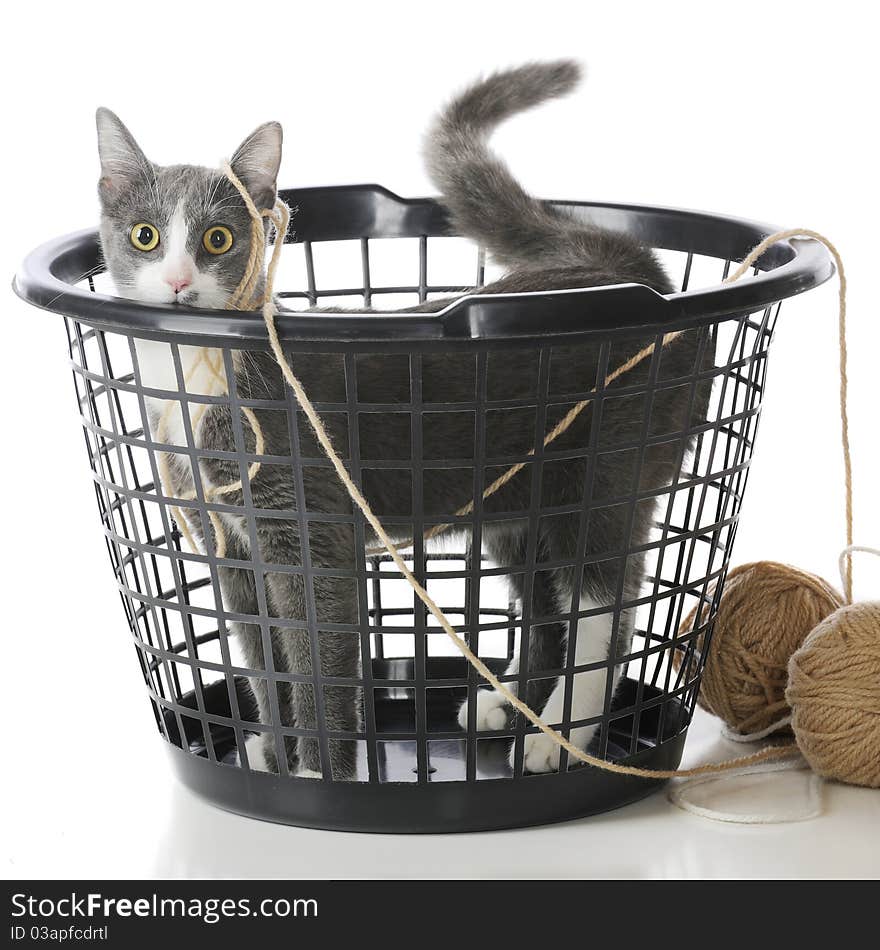 A pet cat caught in a plastic laundry basket, dragging yarn behind him. Isolated on white. A pet cat caught in a plastic laundry basket, dragging yarn behind him. Isolated on white.