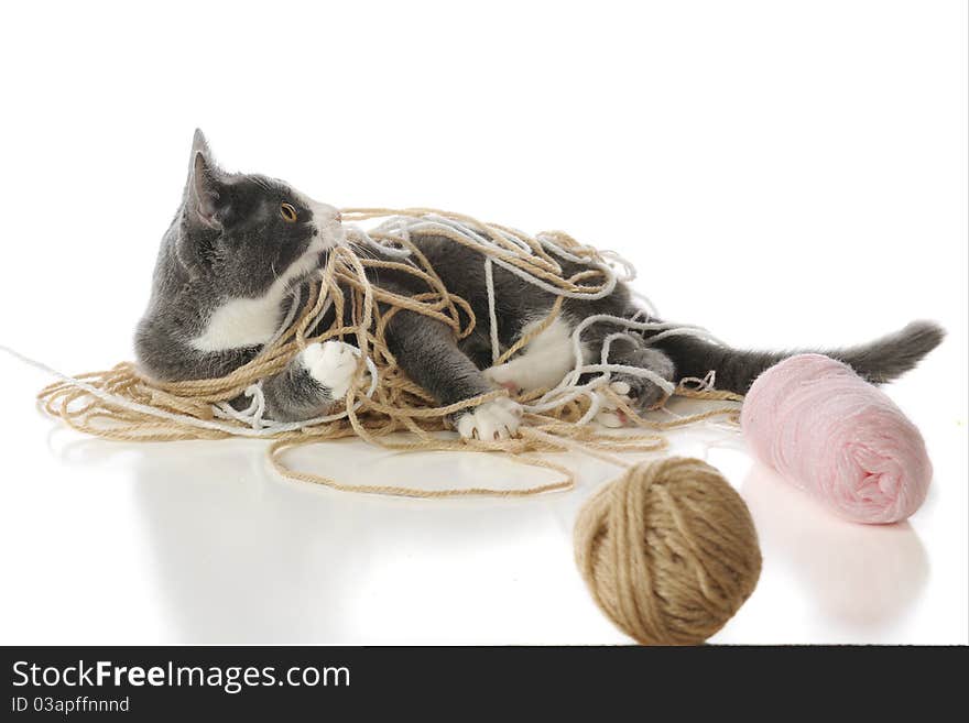 A cute kitty tangled in the yard she's playing with. Isolated on white. A cute kitty tangled in the yard she's playing with. Isolated on white.