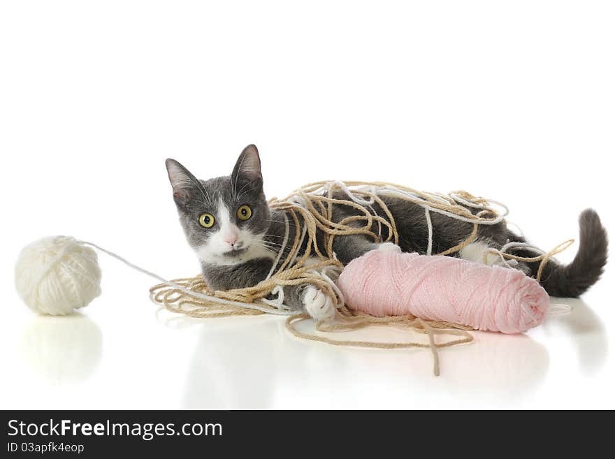 A dark gray and white kitten tangled in yarn. Isolated on white. A dark gray and white kitten tangled in yarn. Isolated on white.
