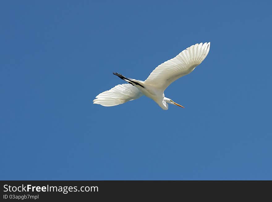 White stork