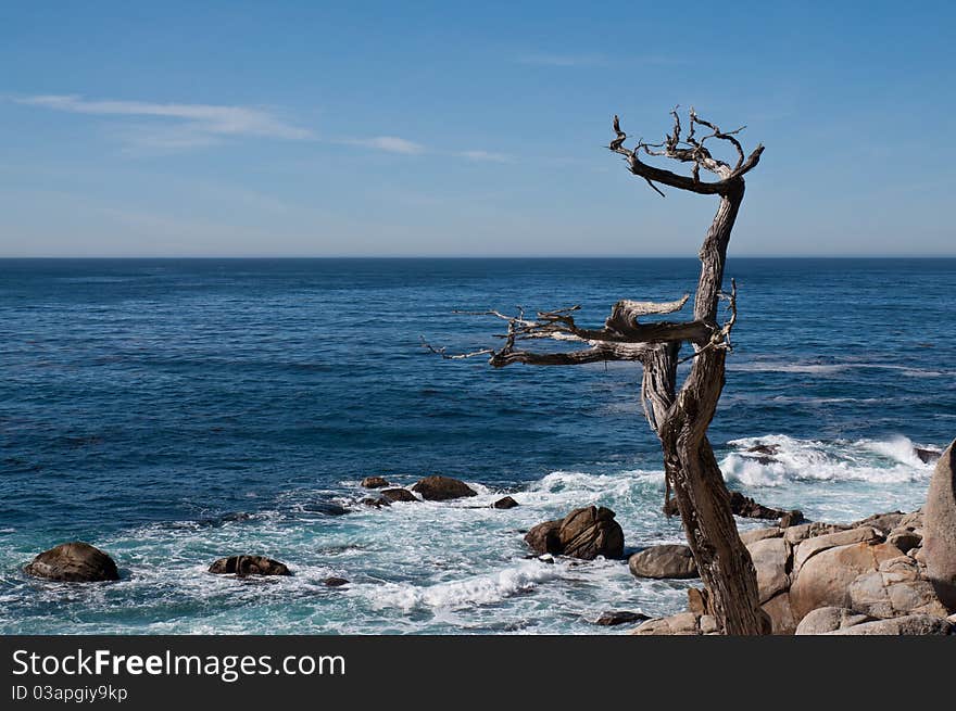 The witherd tree in the rocks on the cliff. The witherd tree in the rocks on the cliff