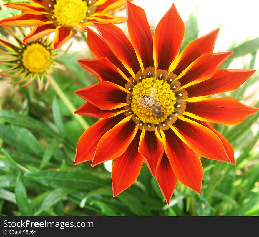 A background of colorful bright flowers with bees inside them. A background of colorful bright flowers with bees inside them