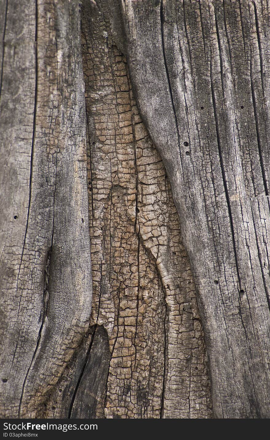 Texture brown of natural tree. Texture brown of natural tree