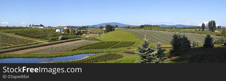 Tree farming agricultural landscape in the PNW Oregon state. Tree farming agricultural landscape in the PNW Oregon state.