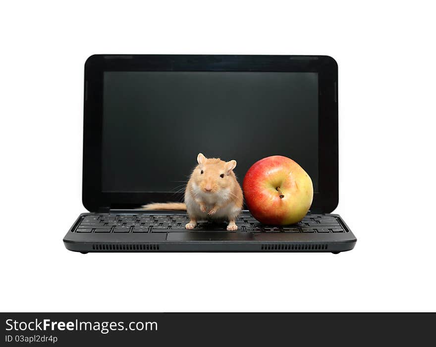 Real ginger mouse and apple on black modern laptop. Isolated on white background. Real ginger mouse and apple on black modern laptop. Isolated on white background