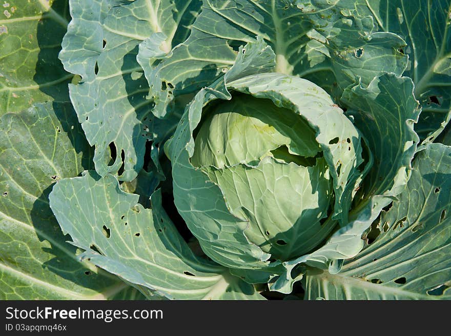 Cabbage in farm food fresh vegetable. Cabbage in farm food fresh vegetable