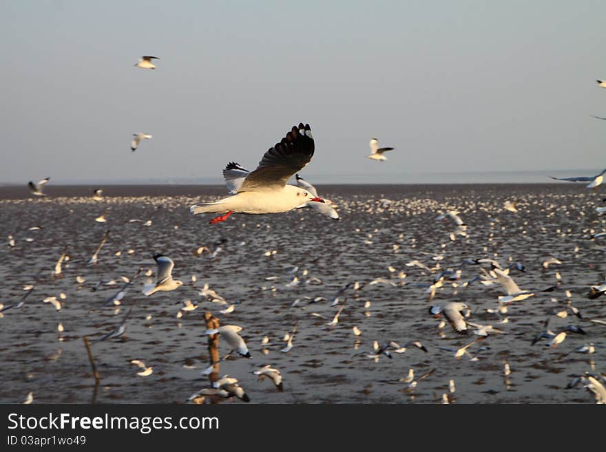 Seagull