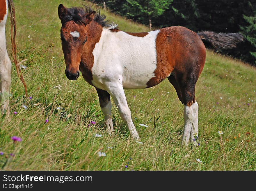 Foal on a summer pasture in a rural landscape