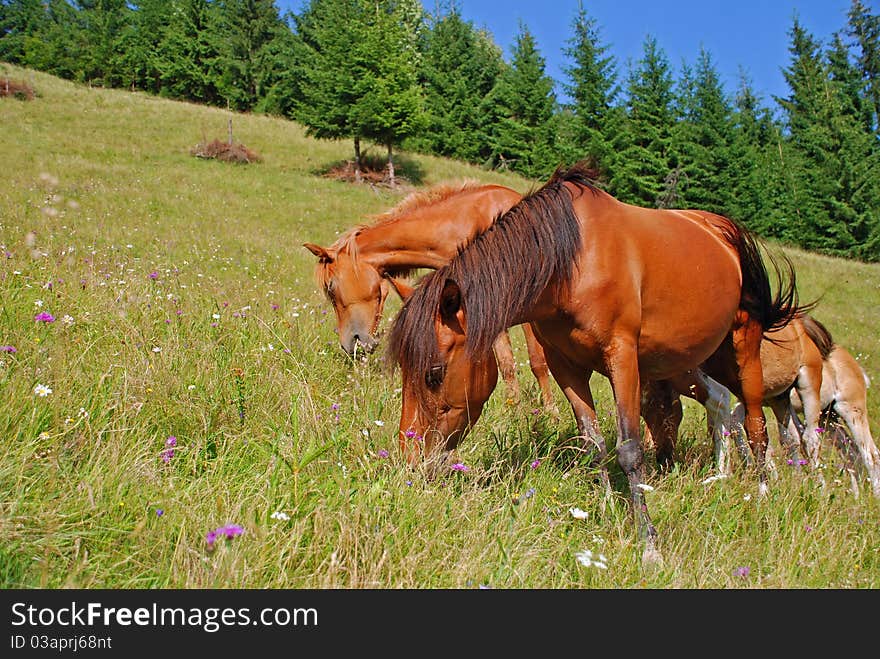 Horse on a hillside in a summer landscape under the dark blue sky.