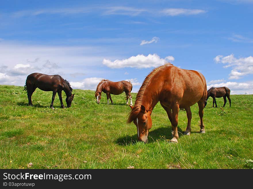 Horse on a hillside in a summer landscape under the dark blue sky.