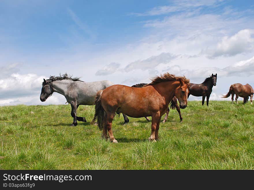 Horse on a hillside in a summer landscape under the dark blue sky.