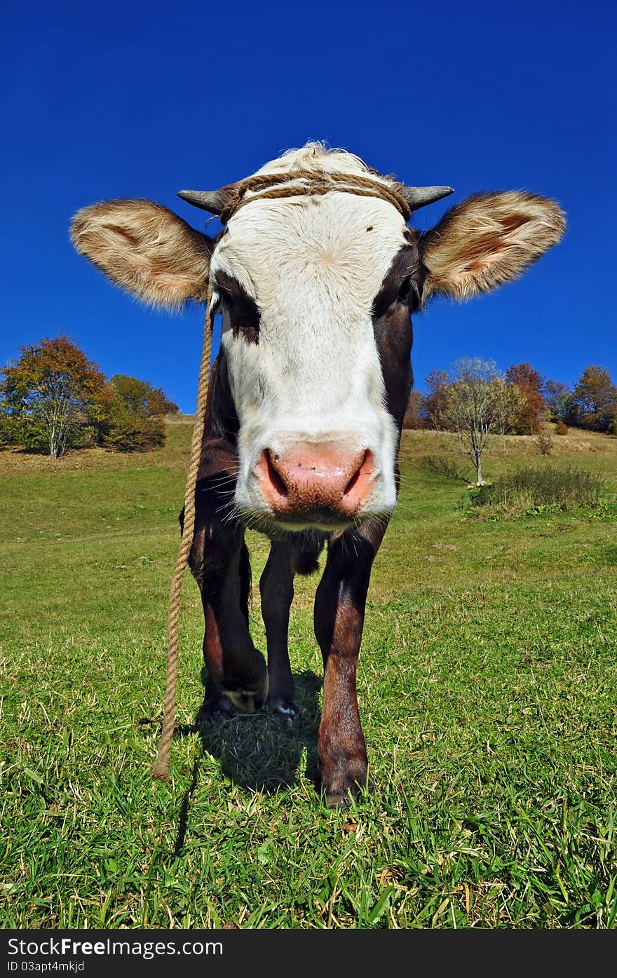 The calf on a summer pasture